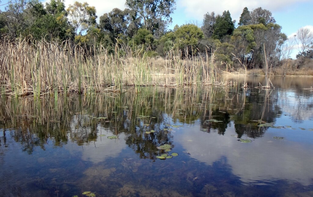 The frog pond. by robz