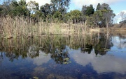 14th Aug 2024 - The frog pond.