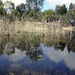 The frog pond. by robz