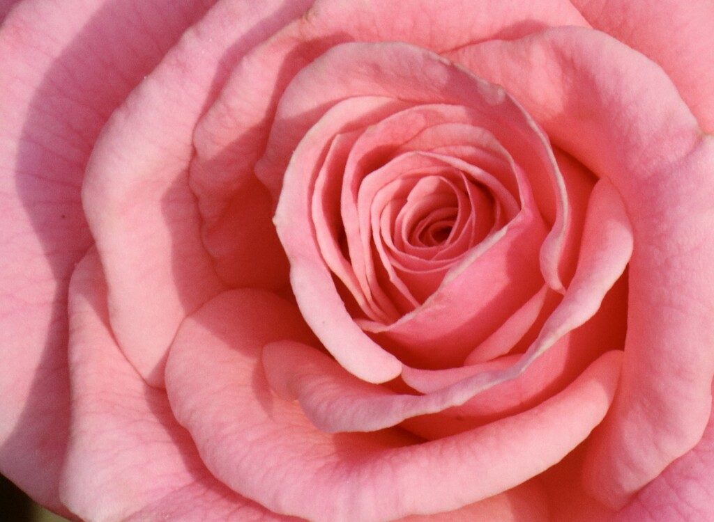 Pretty pink rose by jeremyccc