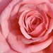 Pretty pink rose by jeremyccc