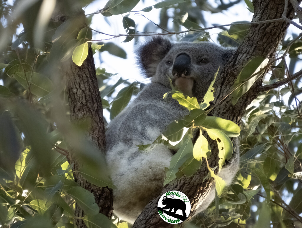 what do koalas think about? by koalagardens