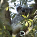 what do koalas think about? by koalagardens