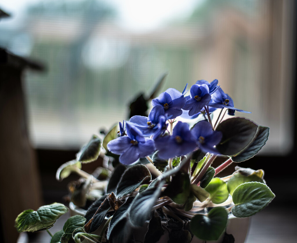 African violet by darchibald