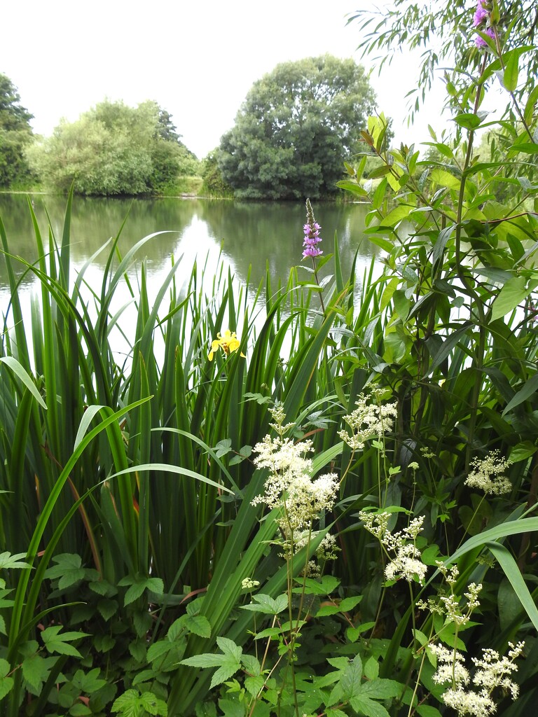 Iremongers Pond by oldjosh