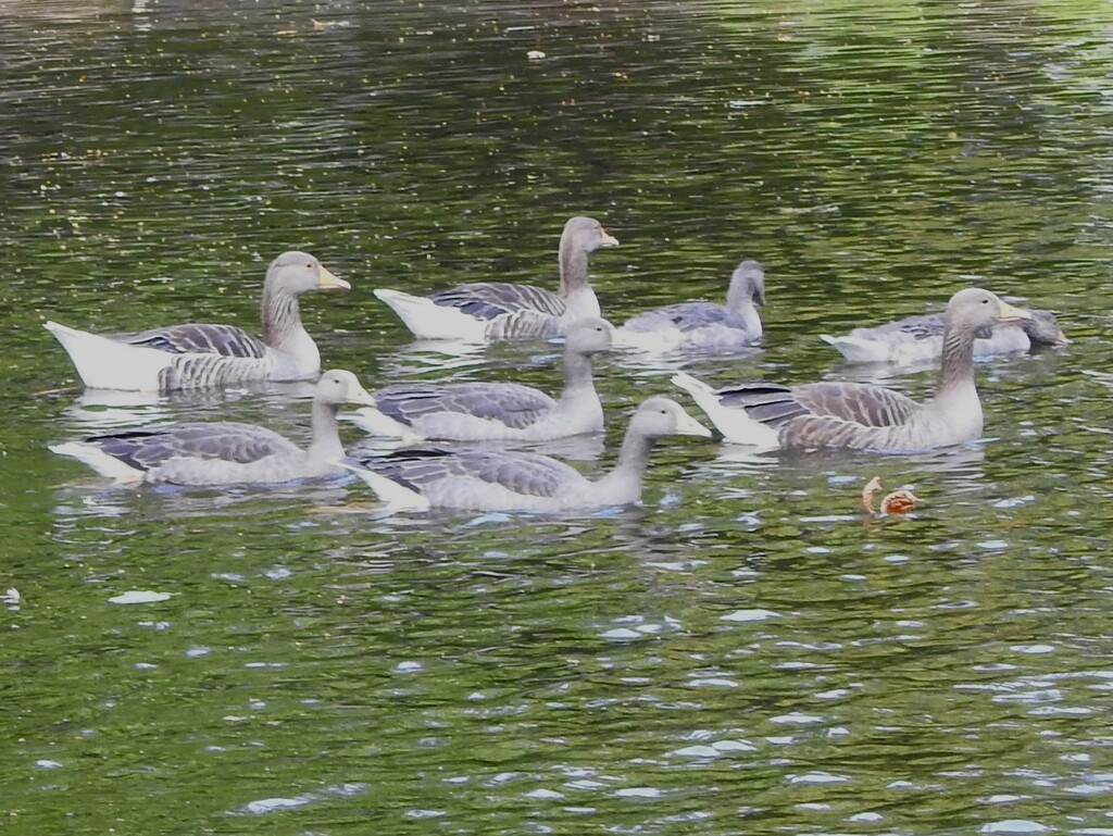 Greylag Geese by oldjosh