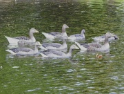 4th Jul 2024 - Greylag Geese