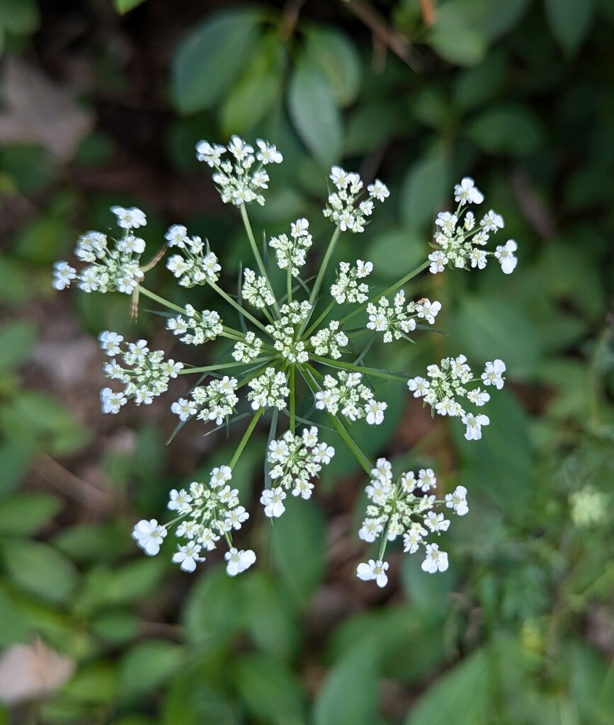 Queen Anne's Lace by julie