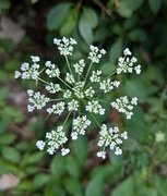 12th Aug 2024 - Queen Anne's Lace