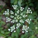 Queen Anne's Lace by julie