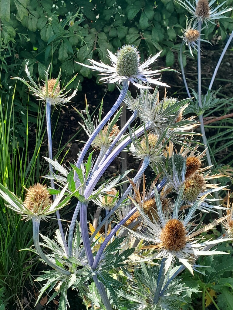 Eryngium by anniesue