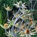 Eryngium