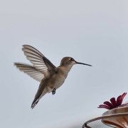 11th Aug 2024 - Yet Another Hummer...