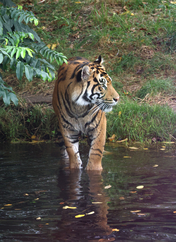 Tiger at London Zoo by neil_ge