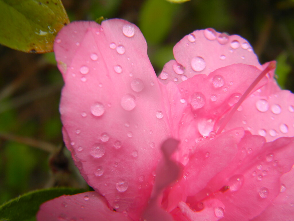 Azalea with Raindrops by sfeldphotos