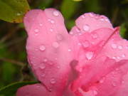 12th Aug 2024 - Azalea with Raindrops