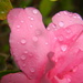 Azalea with Raindrops by sfeldphotos