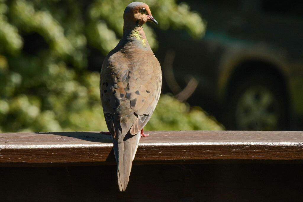 Daddy Dove by kareenking