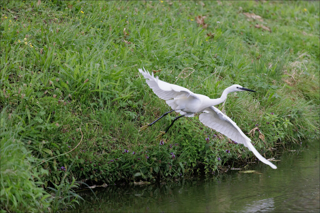 6 - Egret in Flight by marshwader