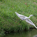 6 - Egret in Flight by marshwader