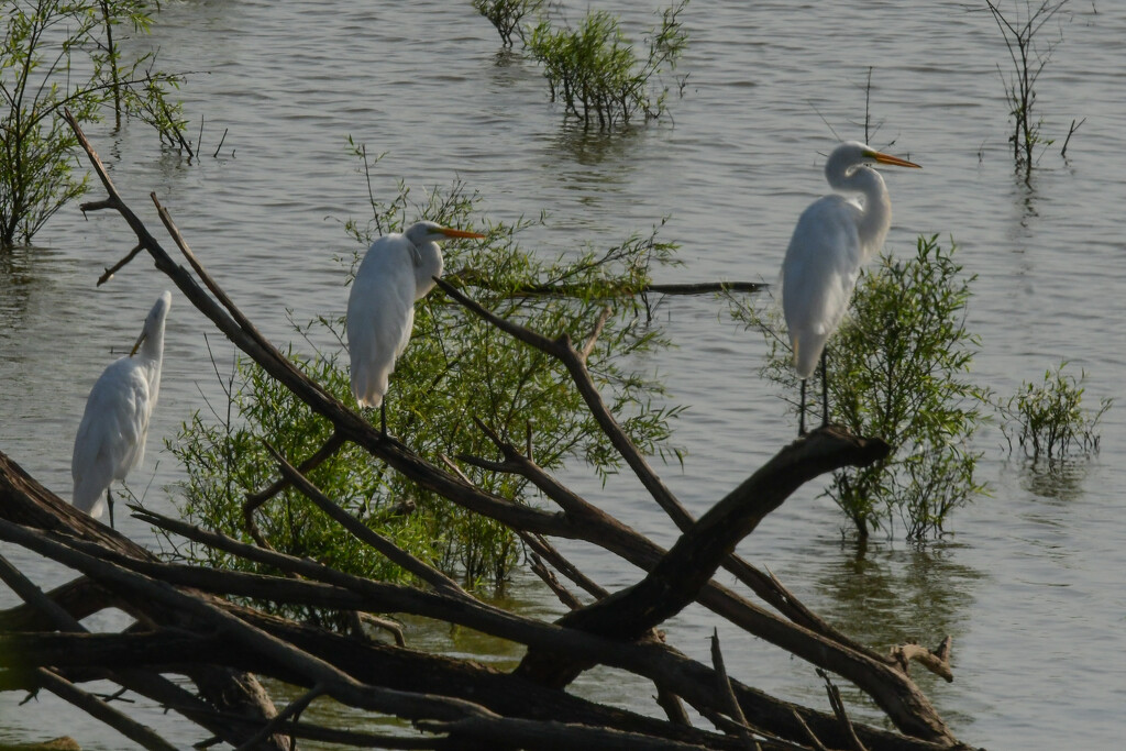 Three Egrets by kareenking