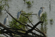 4th Aug 2024 - Three Egrets