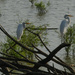 Three Egrets by kareenking