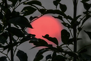 26th Jul 2024 - Sundown Canopy