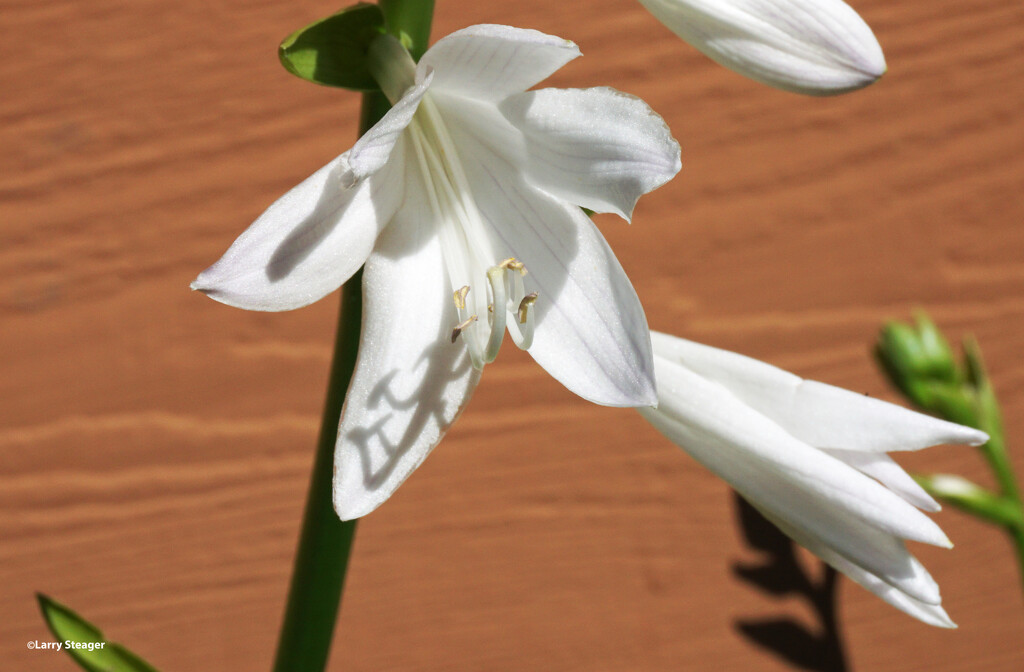 Hosta flower by larrysphotos