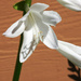 Hosta flower by larrysphotos