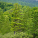 Equinox Pond Trail  by falcon11