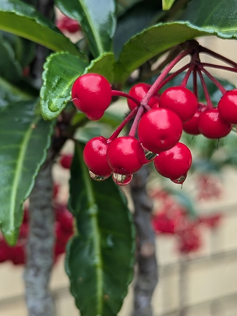 Ruby Red in the Rain by elf