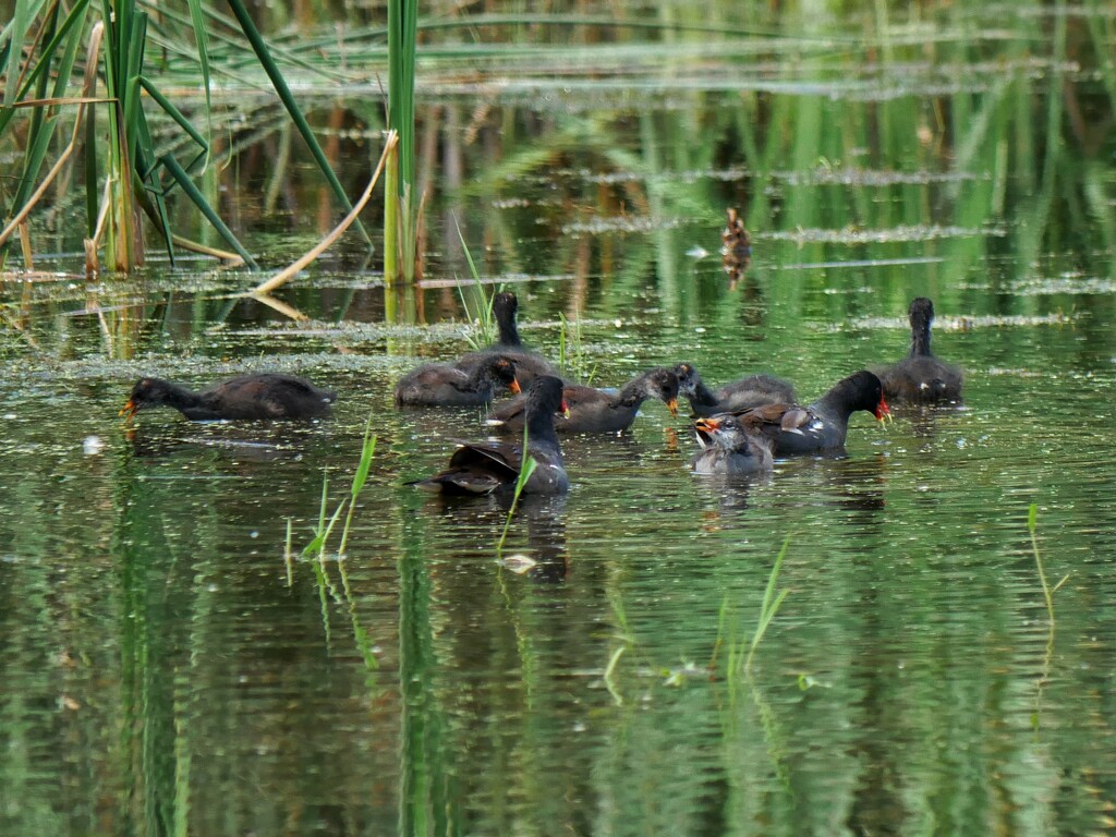 A Confusion of Gallinules by ljmanning