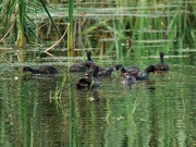 12th Aug 2024 - A Confusion of Gallinules