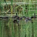 A Confusion of Gallinules