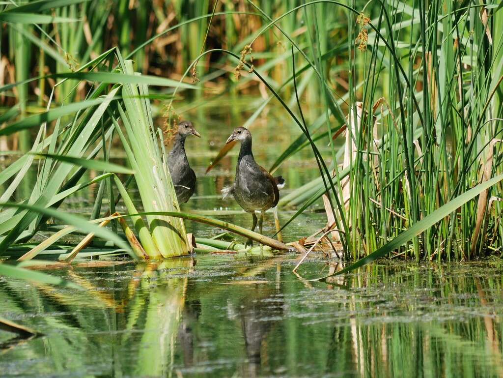 Marsh Portrait by ljmanning