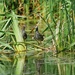 Marsh Portrait by ljmanning