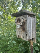 12th Aug 2024 - An old birdhouse