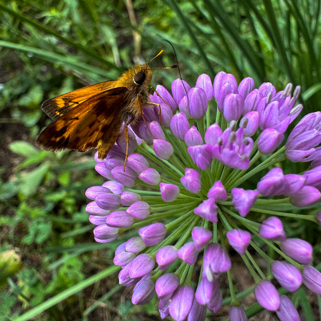 Zabulon Skipper by berelaxed