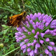 12th Aug 2024 - Zabulon Skipper