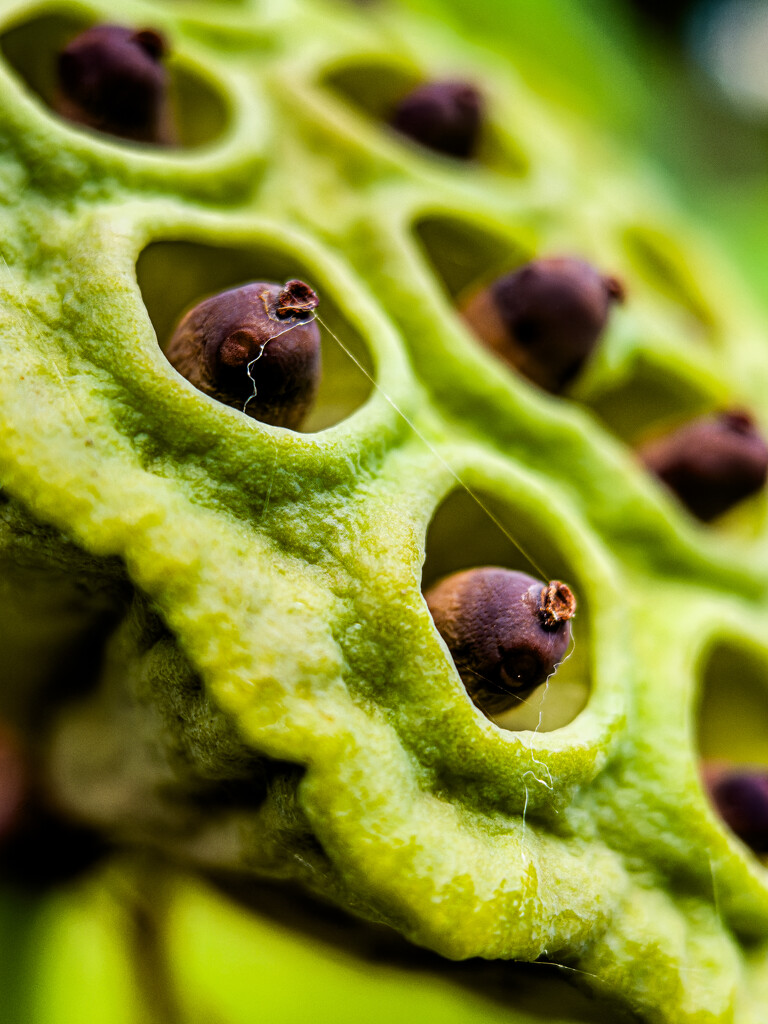 Lotus Seeds by jnewbio