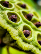 12th Aug 2024 - Lotus Seeds