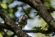 11th Aug 2024 - Blue Jay