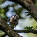 Blue Jay by lstasel