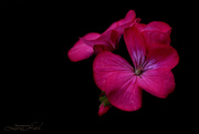 12th Aug 2024 - Late Night Geranium