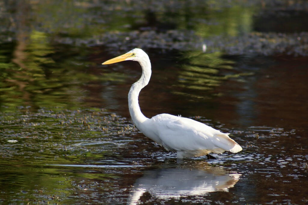 Great Egret in the Speed River by princessicajessica