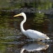 Great Egret in the Speed River by princessicajessica