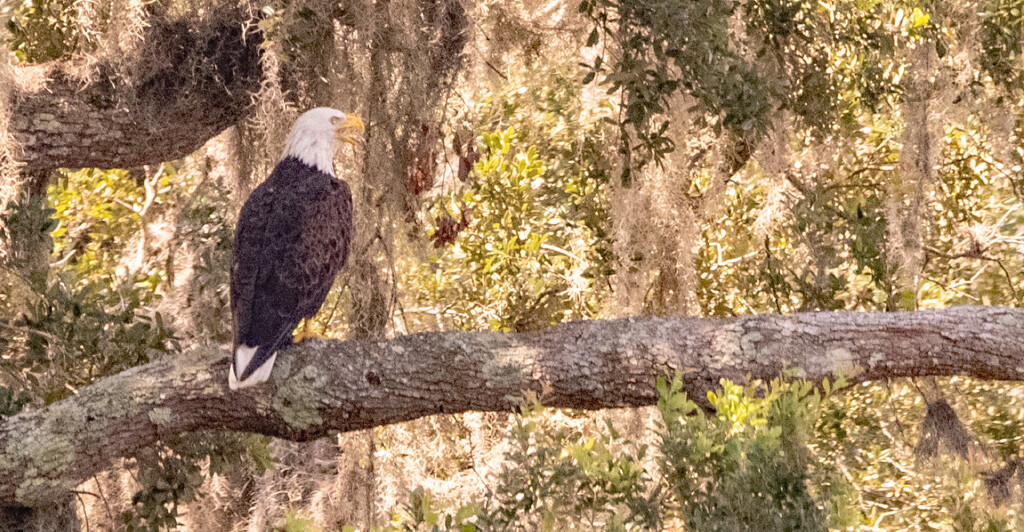 Bald Eagle! by rickster549