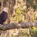 Bald Eagle! by rickster549