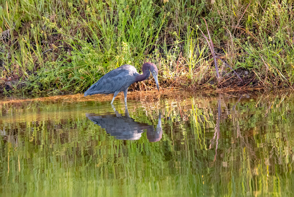 Little Blue Heron Scoping the Waters! by rickster549